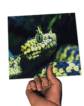 Lenticulaire qui représente un serpent et une araignée